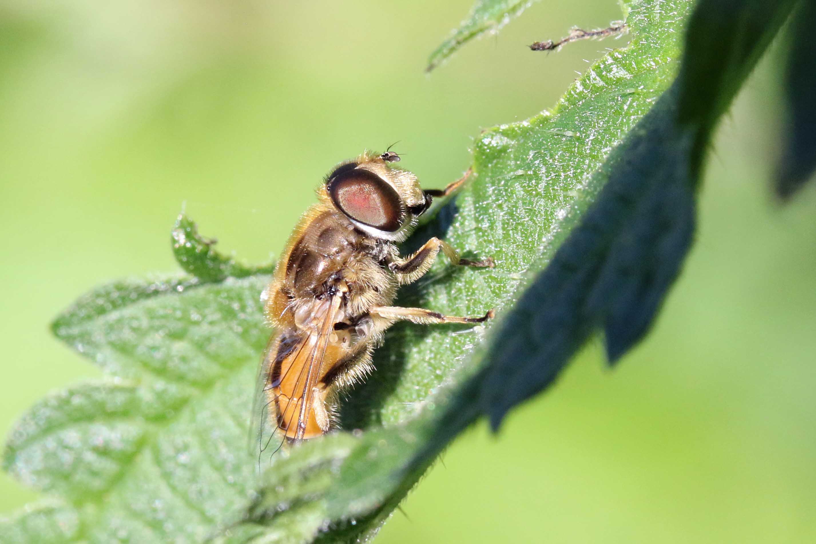 Welke hommel of bij is dit?